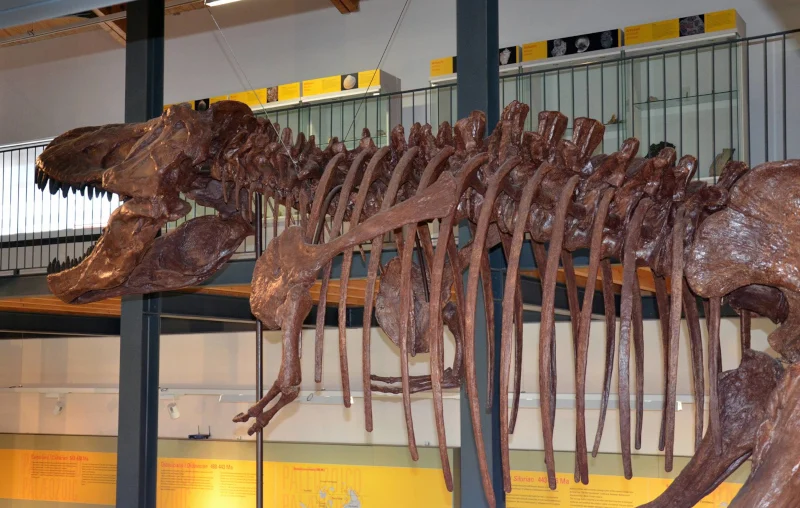 Museo dei Paleoambienti di Carbonia
